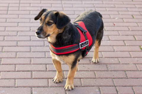 Szelki dla psa mocne XL 80-110cm Senior Dog czerwone